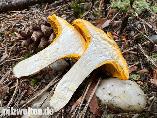 Bereifter Pfifferling, Blasser Nadelwaldpfifferling, Cantharellus subpruinosus