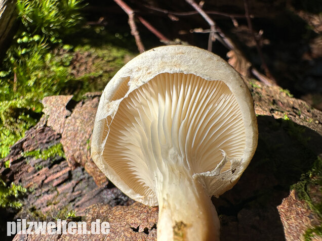 Berindeter Seitling, Pleurotus dryinus