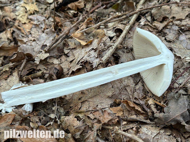 Brauner Riesenscheidenstreifling, Amanita spadicea