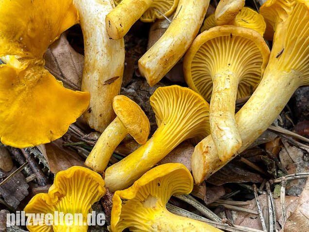 Echter Pfifferling, Cantharellus cibarius