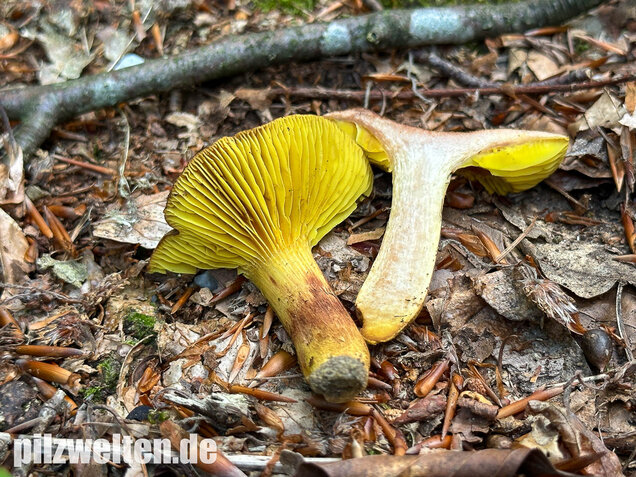 Europäisches Goldblatt, Phylloporus pelletieri