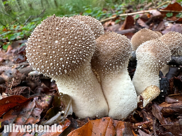 Flaschenstäubling, Flaschenbovist, Lycoperdon perlatum