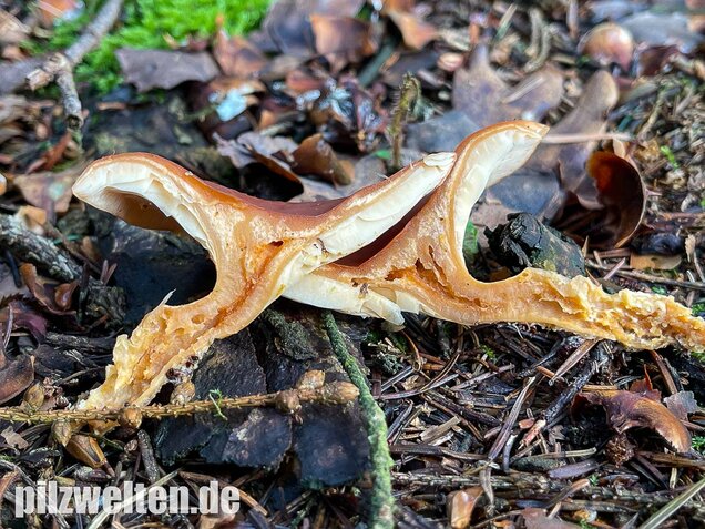 Fuchsiger Röteltrichterling, Paralepista flaccida
