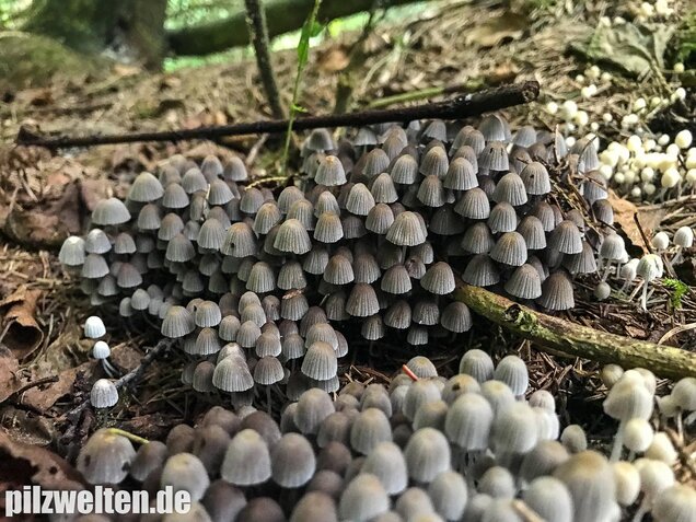 Gesäter Tintling, Coprinellus disseminatus