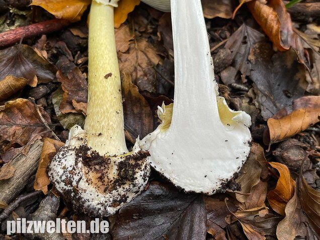 Grüner Knollenblätterpilz, Amanita phalloides