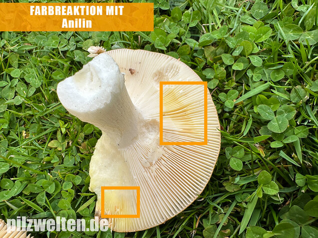 Grüner Speisetäubling, Russula heterophylla