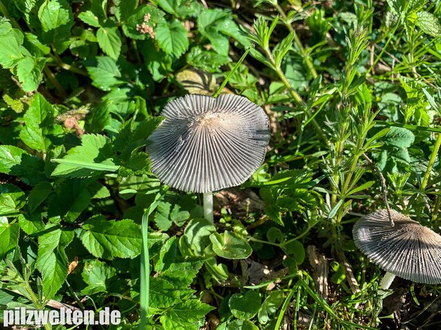 Hasenpfote, Coprinopsis lagopus