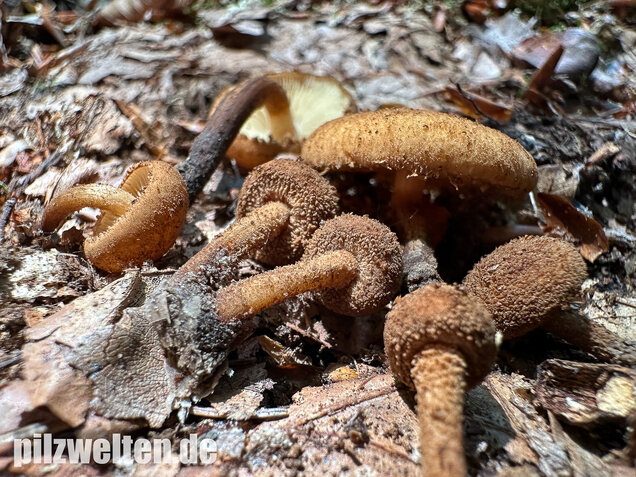 Igelschüppchenschnitzling, Phaeomarasmius erinaceus