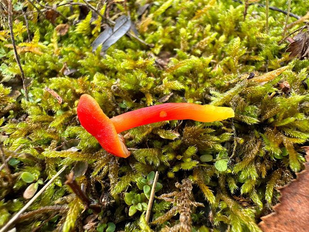 Kalkliebender Filzsaftling, Kalkholder Saftling, Hygrocybe calciphila