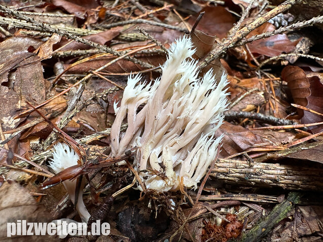 Kammkoralle, Kammförmiger Keulenpilz, Clavulina coralloides