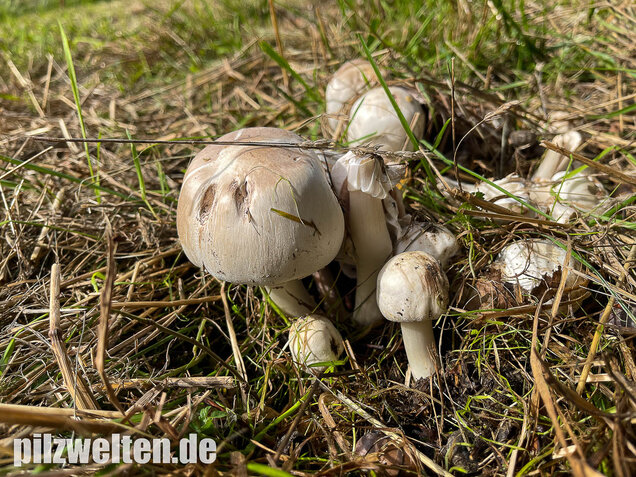 Karbolchampignon, Agaricus xanthodermus