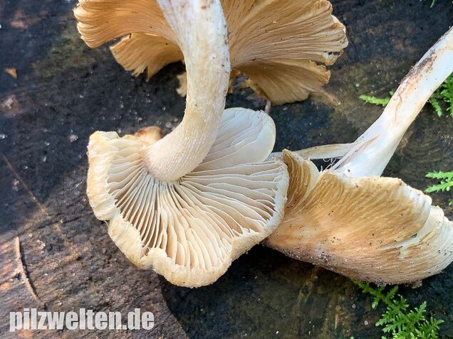 Kegeliger Risspilz, Inocybe rimosa