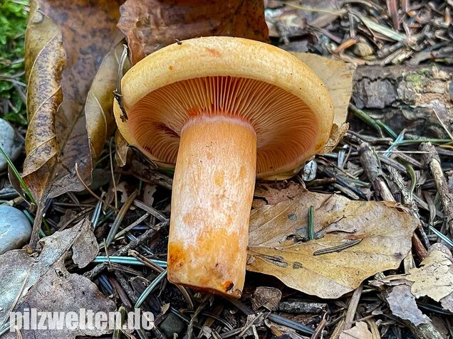 Lachsreizker, Lactarius salmonicolor