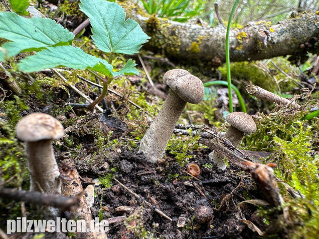 Maiporling, Bewimperter Stielporling, Lentinus substrictus