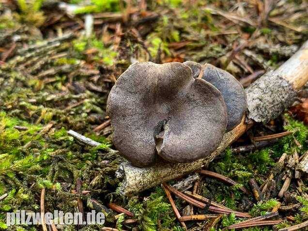Grauer Mehltrichterling, Clitocybe ditopa