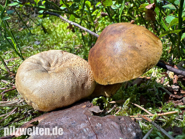 Parasitischer Röhrling, Pseudoboletus parasiticus