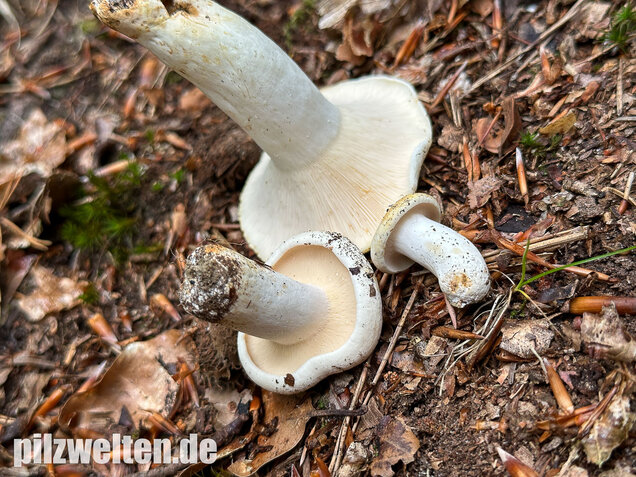 Pfeffermilchling, Lactifluus piperatus