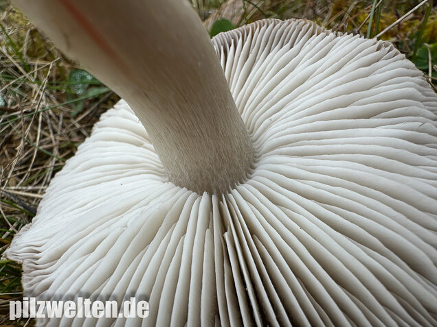Rötender Erdritterling, Tricholoma orirubens