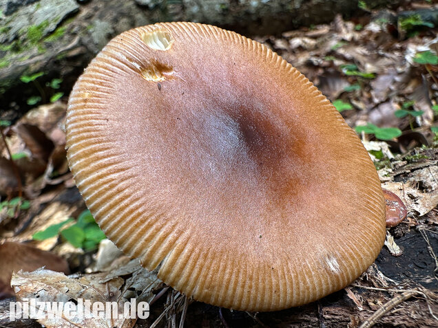 Rotbrauner Scheidenstreifling, Amanita fulva