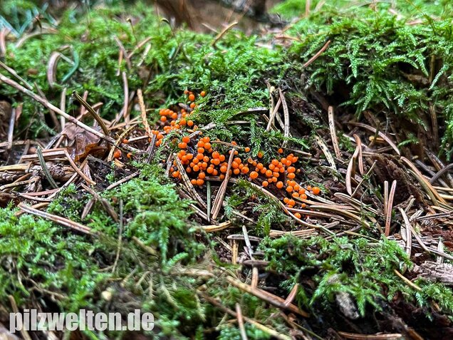 Rotköpfiger Schleimpilz, Trichia decipiens