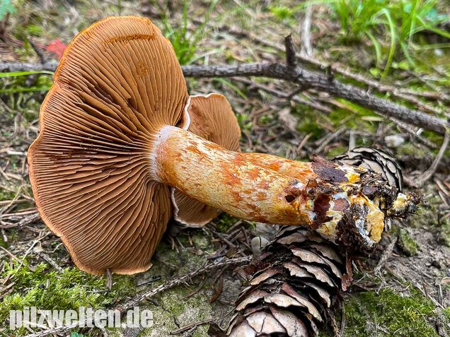 Rotschuppiger Raukopf, Cortinarius bolaris