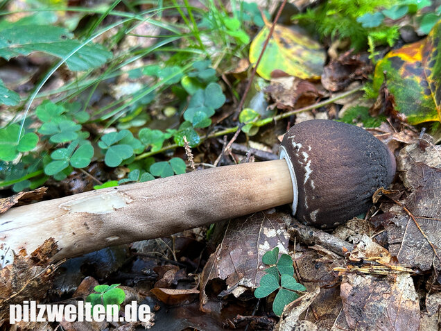Rußbrauner Riesenschirmling, Düsterer Parasol, Macrolepiota procera var. fuliginosa