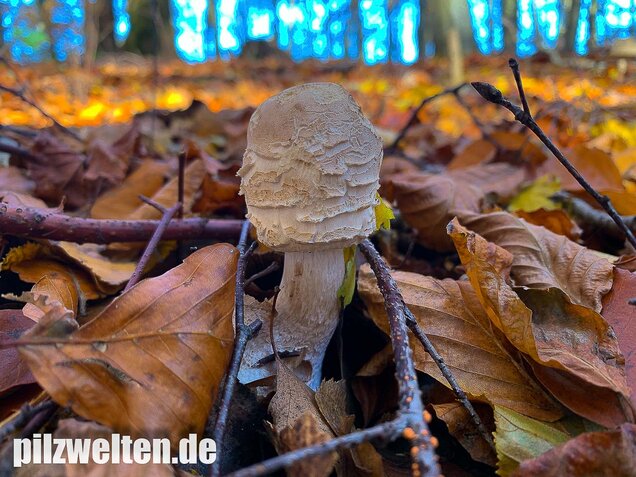 Olivbrauner Safranschirmling, Wald-Safranschirmling, Chlorophyllum olivieri