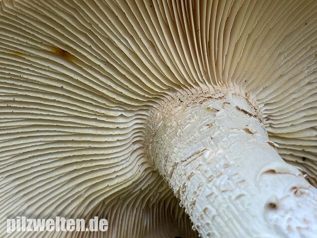 Schuppiger Sägeblättling, Neolentinus lepideus