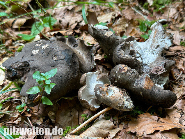Schwarzweißer Rußporling, Boletopsis leucomelaena