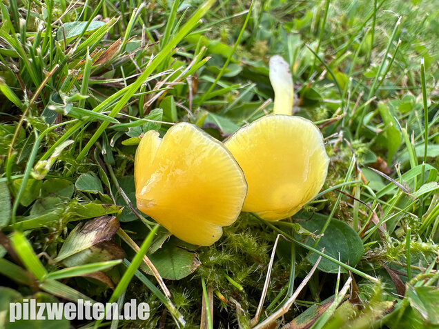Safrangelber Saftling, Hygrocybe acutoconica