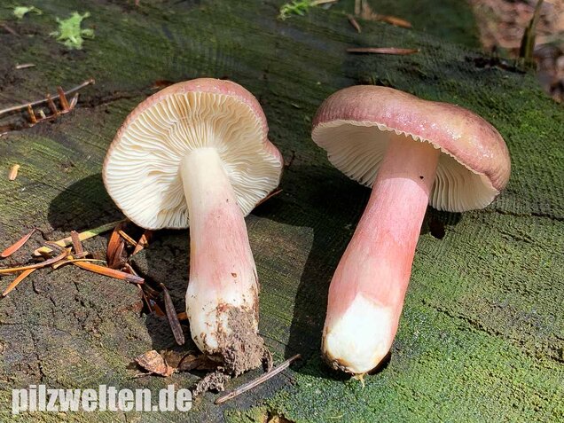 Stachelbeertäubling, Russula queletii