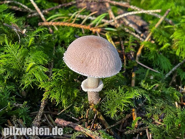 Starkriechender Körnchenschirmling, Cystoderma carcharias