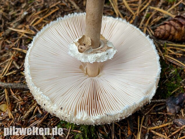 Sternschuppiger Riesenschirmling, Macrolepiota fuliginosa