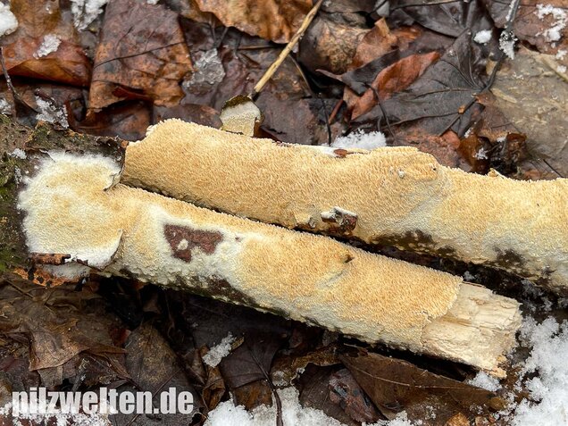 Veränderlicher Spaltporling, Schizopora paradoxa