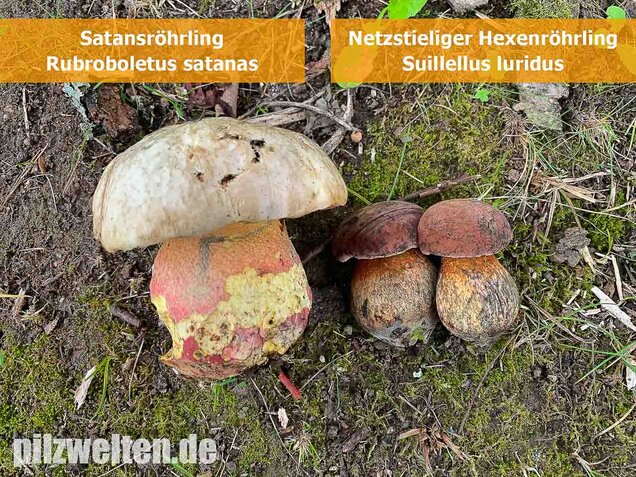 Satansröhrling, Rubroboletus satanas