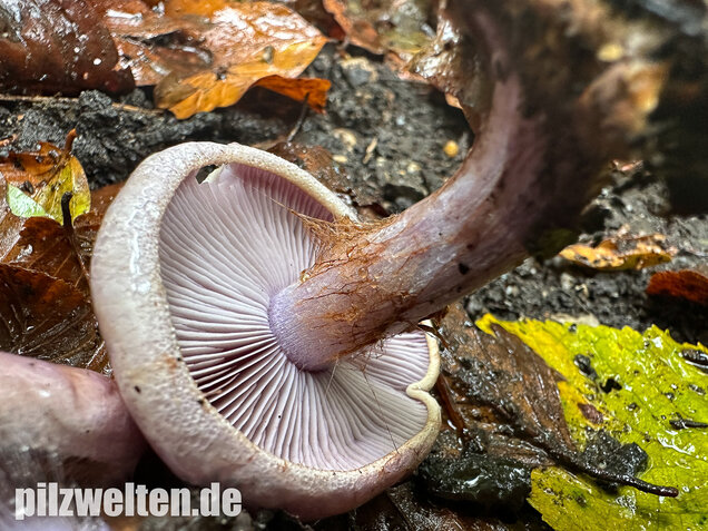 Violetter Klumpfuß, Calonarius sodagnitus