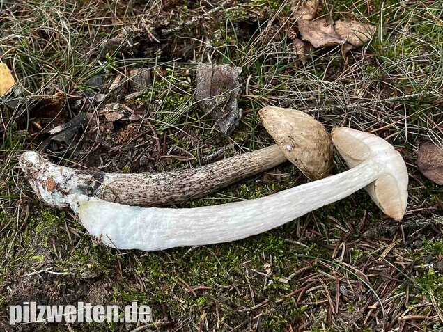 Weißer Birkenpilz, Leccinum holopus