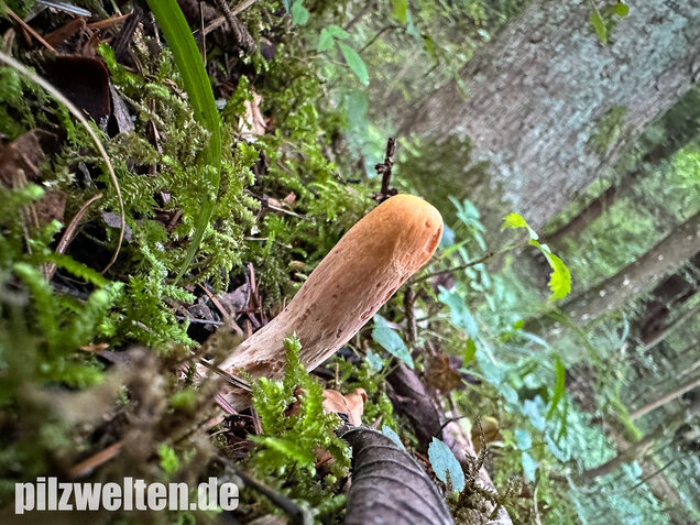 Abgestutzte Herkuleskeule, Clavariadelphus truncatus