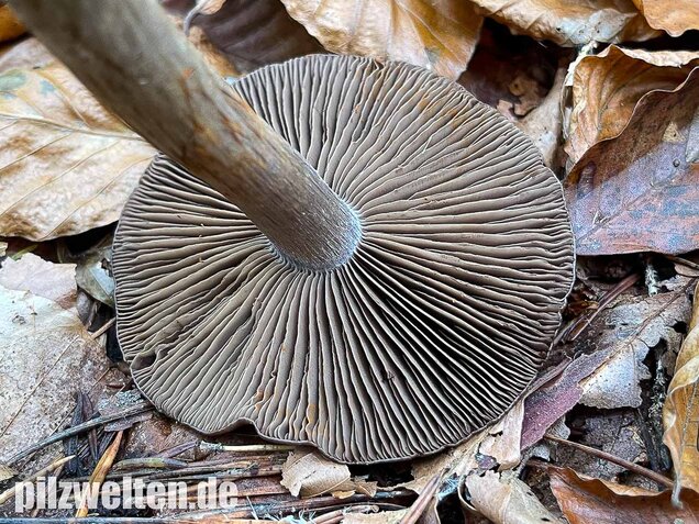 Bitterer Schleimkopf, Cortinarius infractus