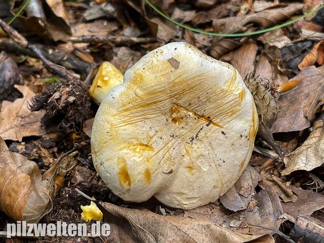 Blasser Pfifferling, Cantharellus pallens