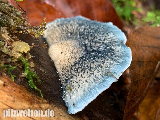 Blauender Saftporling, Postia caesia
