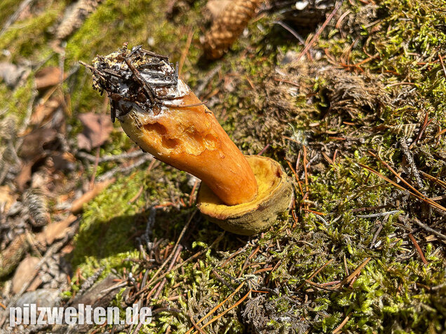 Brauner Filzröhrling, Braune Ziegenlippe, Xerocomus ferrugineus