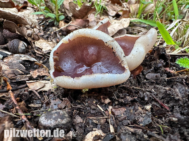 Braunvioletter Brandstellenbecherling, Violetter Becherling, Geoscypha violacea