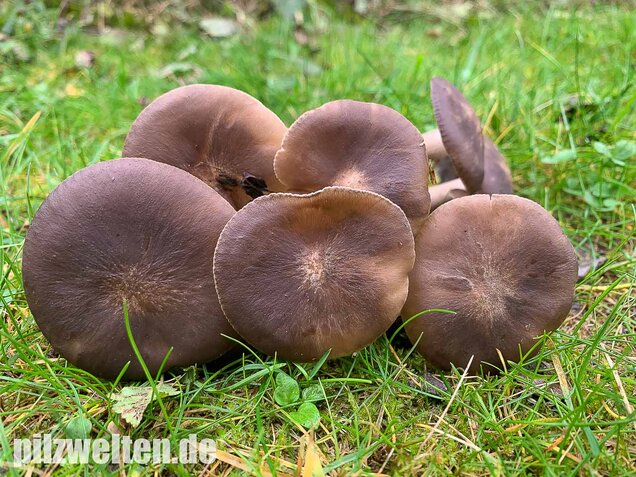 Büscheliger Rasling, Lyophyllum decastes