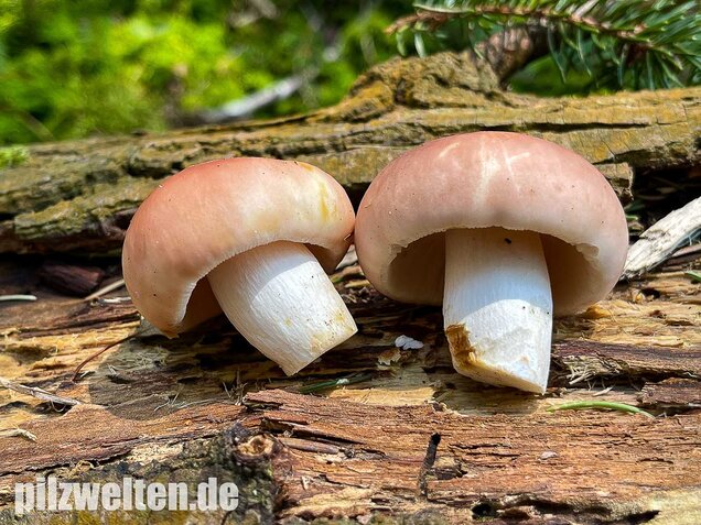 Speisetäubling, Russula vesca
