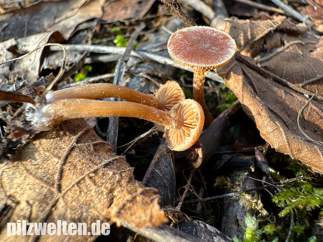 Flockiger Trompetenschnitzling, Tubaria conspersa