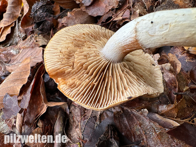 Fuchsigbrauner Schleimkopf, Phlegmacium vulpinum