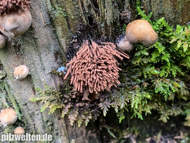 Gemeines Fadenkeulchen, Stemonitis axifera