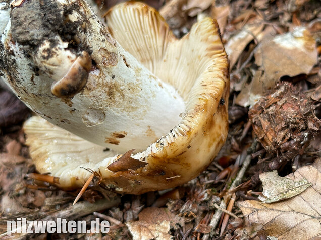 Gilbender Stinktäubling, Russula subfoetens