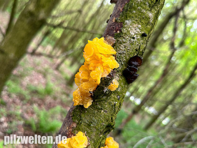 Goldgelber Zitterling, Yellow Brain Fungus, Tremella mesenterica